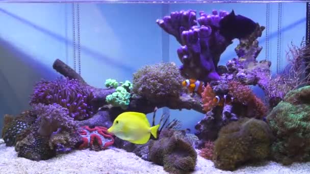 Zoutwater aquarium met rif — Stockvideo