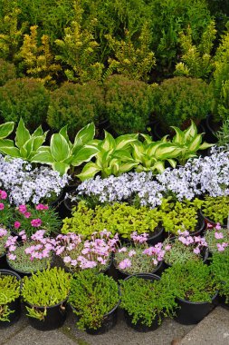 Bahçe bitki ve çiçekler