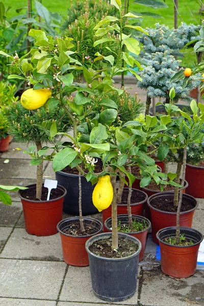 Tencerede limon ağacı