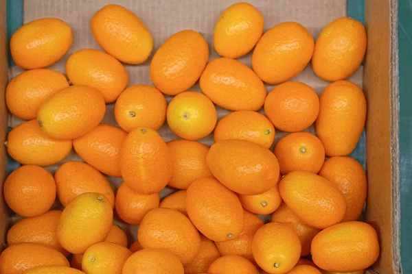 Frutos tropicais de Kumquat — Fotografia de Stock