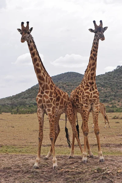 Two giraffe at safari — Stock Photo, Image