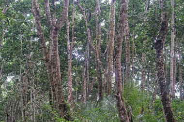 Tropikal yağmur ormanlarında doğa