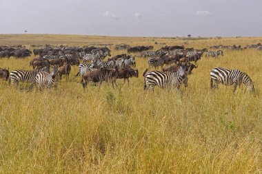 Hayvan göç Afrika