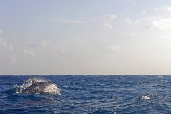 Delfines en el océano —  Fotos de Stock