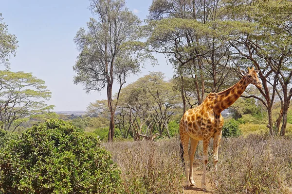 Жираф в дикой природе — стоковое фото
