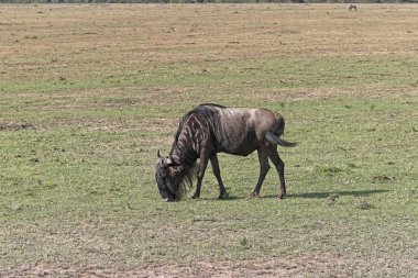 Otlatma wildebeest gnu
