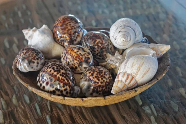 Conchas do mar na tigela — Fotografia de Stock