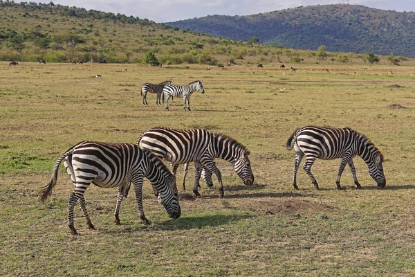 Zebra in Africa — Foto Stock