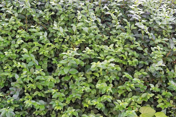 Green plants wall — Stock Photo, Image