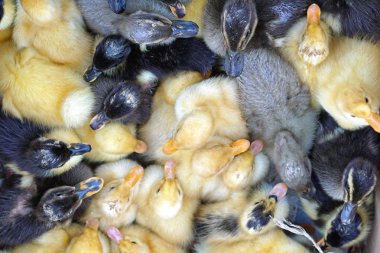 Yeni doğan ördek yavrusu