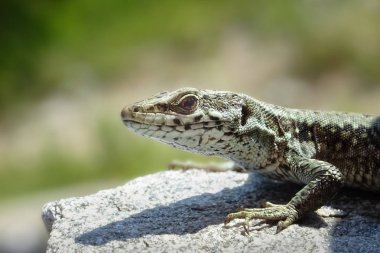 Bir kertenkele bir kayaya portresi   