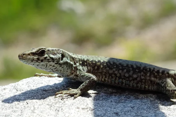 Un lagarto parado sobre una roca —  Fotos de Stock