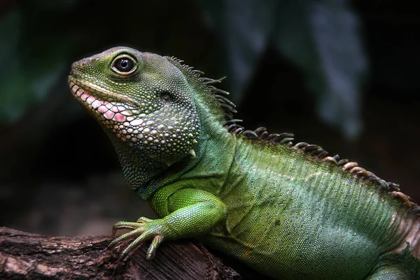 Ormanda bir bebek iguana portresi