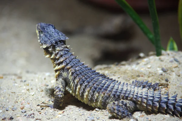 Un lagarto en el desierto —  Fotos de Stock