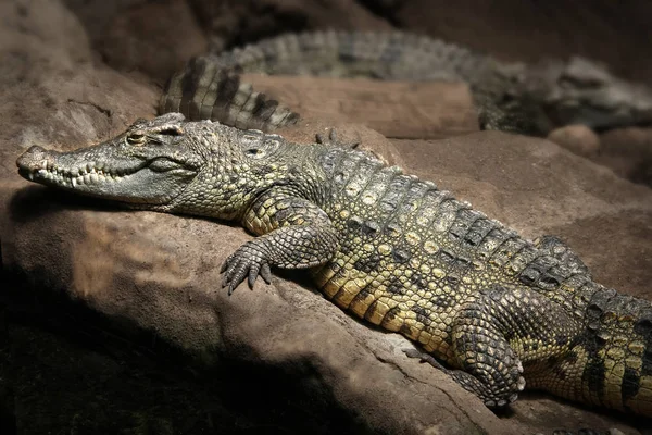 Krokodil im Zoo — Stockfoto