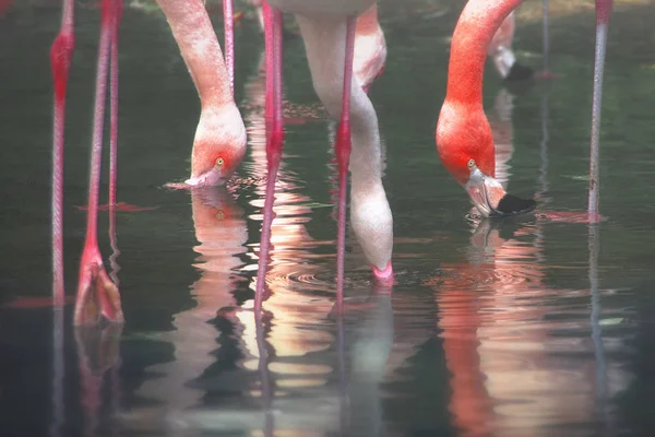 Стая африканских фламинго — стоковое фото