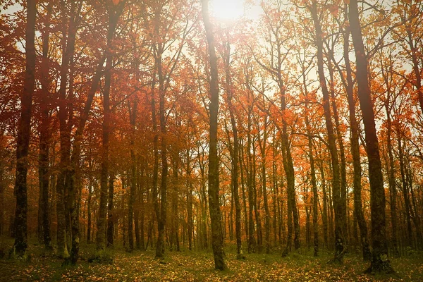 Una bellissima foresta — Foto Stock