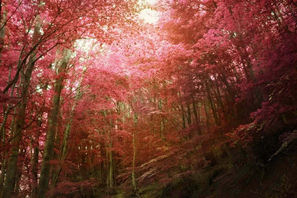 Floresta Outonal Ouro Colorido Mítico Monte Olimpo Grécia — Fotografia de Stock