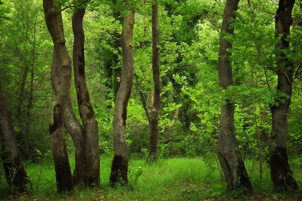 Живописные Стволы Деревьев Мечтательном Зеленом Умеренном Лесу — стоковое фото