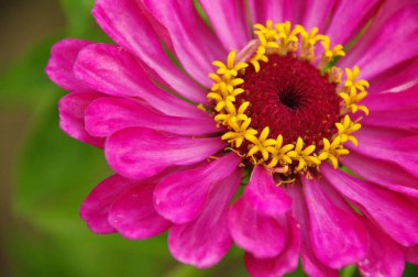 Bir ev bahçe içinde güzel çiçek pembe Zinnia çiçeği makro çekim