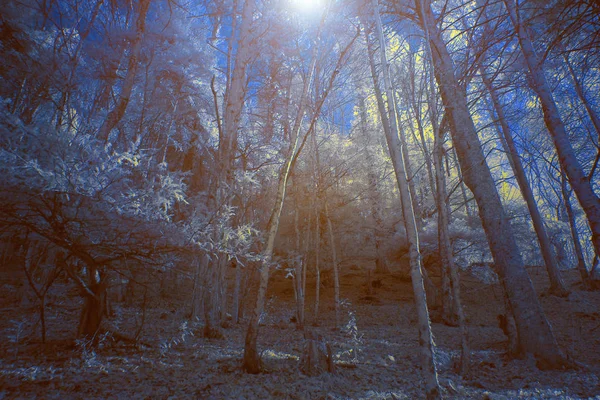 Infrared imaging under moonlight - enchanting forest in the mythical Mount Olympus, Greece