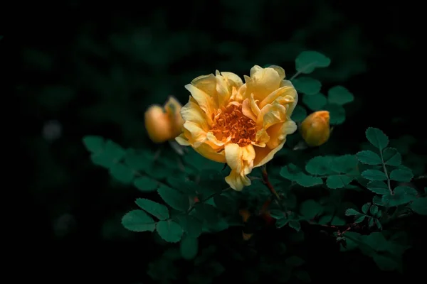 濃い背景のオレンジ色の花 — ストック写真