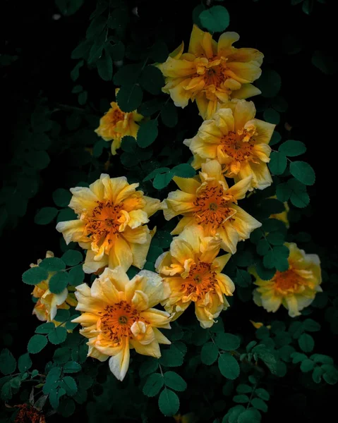 Krzew Żółtych Róż Ciemnym Tle — Zdjęcie stockowe