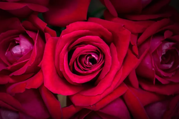 红玫瑰花蕾的头像 — 图库照片