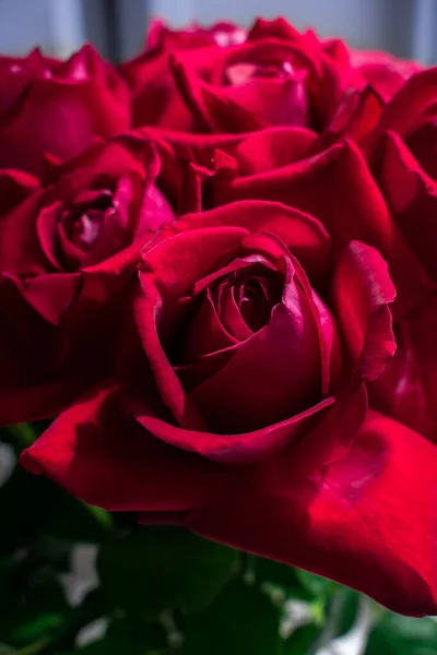 日光下的红玫瑰花束 — 图库照片