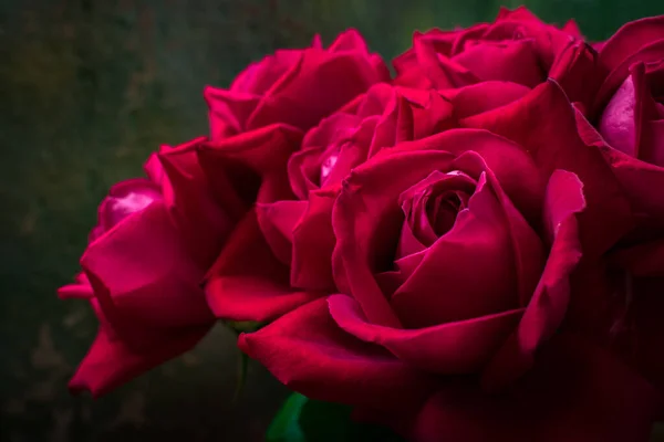 深绿色背景下的红玫瑰芽 — 图库照片