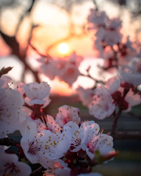 Rosa Aprikosenblüte Licht Des Sonnenuntergangs — Stockfoto