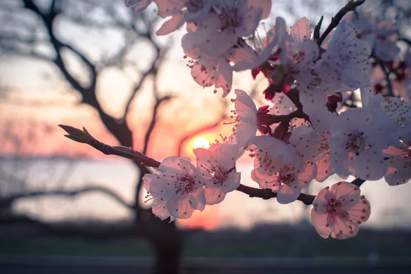 Pink apricot tree flower in the sunset light