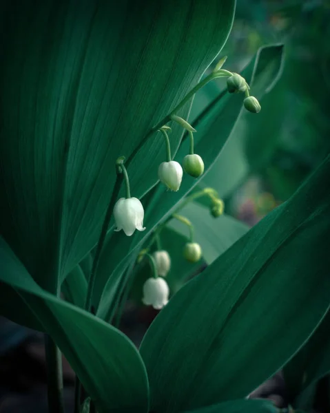 Vadi Çiçekleri Yeşil Yapraklardan Oluşan Bir Arka Planda — Stok fotoğraf