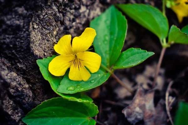 Liten Gul Blomma Med Regndroppar Blad Sten Bakgrund — Stockfoto