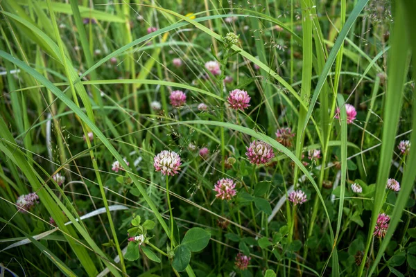 フィールド上の草の中のピンクのクローバーの花 — ストック写真