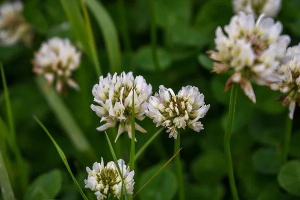 Vit Klöver Blommor Närbild — Stockfoto