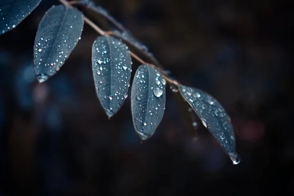 Серебро Падает Листья После Дождя Ветка Дерева Красивых Каплях После — стоковое фото