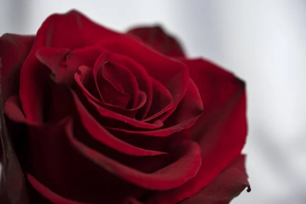 白色背景上的一朵红玫瑰 — 图库照片