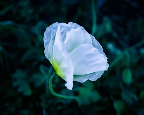 White poppy flower close-up on grass background