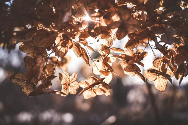 Сухие Цветы Гортензии Подсвеченные Солнцем — стоковое фото