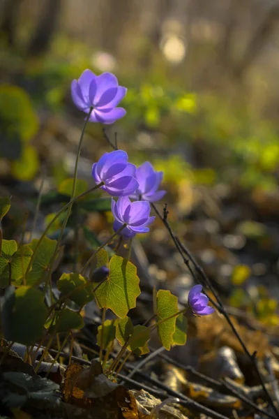 Fleurs Forêt Pourpre Pâle Avec Soleil — Photo