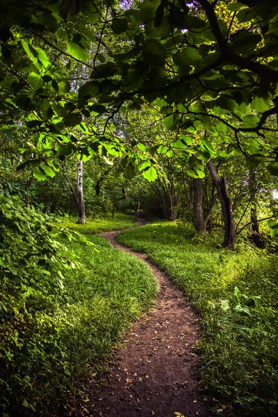 Sentier Dans Parc — Photo