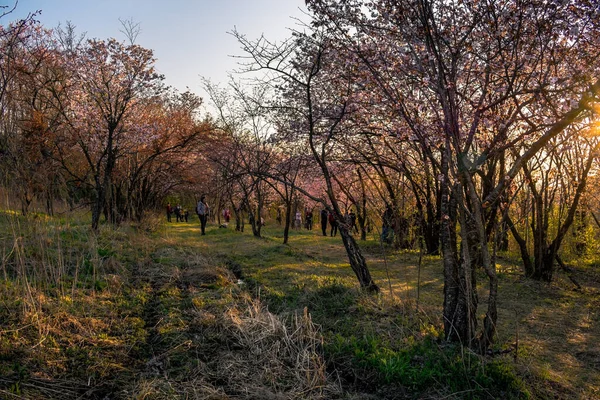 Voorjaarstuin Met Bloeiende Bomen Bij Zonsondergang — Stockfoto