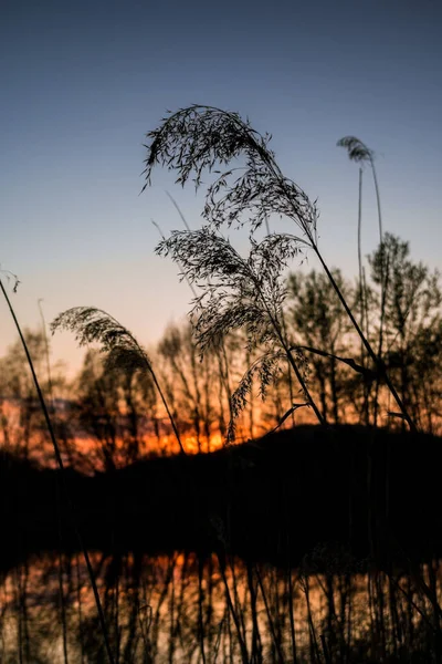 Silueta Rákosí Jezeře Při Západu Slunce — Stock fotografie