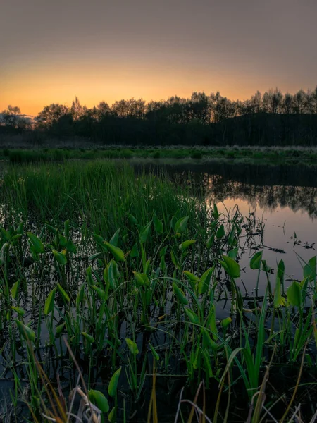 Zachód Słońca Nad Stawem Młodą Zieloną Trawą Refleksyjną Powierzchnią Wody — Zdjęcie stockowe