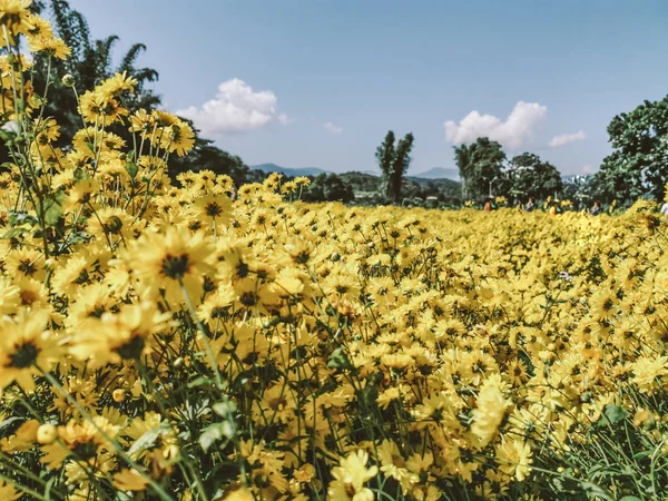 Crisântemo Indicum Linn Flores Amarelo Crisântemo Indicum Campo Ele Pode — Fotografia de Stock