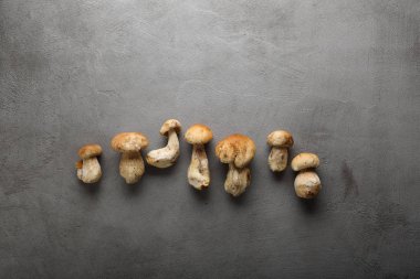Boletus mantar Beton üzerinde
