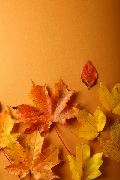 Herbstkomposition auf gelb — Stockfoto