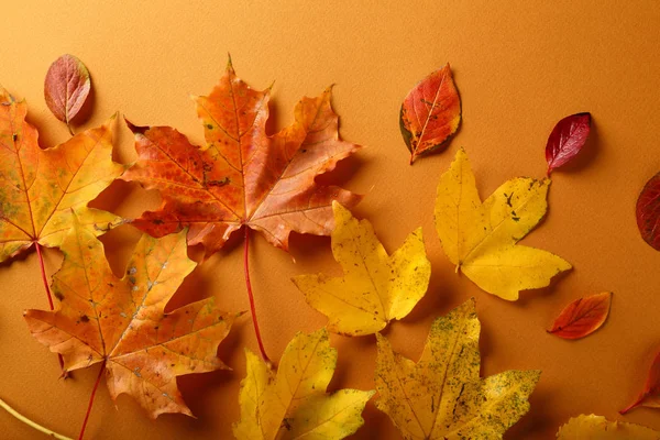 Autunno autunno foglie composizione — Foto Stock