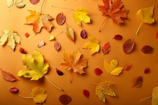 Jesienią liście skład — Zdjęcie stockowe